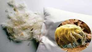 Pero opis, opasnost za ljude, učinkovitu borbu